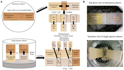 Functional Genomics, Transcriptomics, and Proteomics Reveal Distinct Combat Strategies Between Lineages of Wood-Degrading Fungi With Redundant Wood Decay Mechanisms